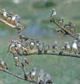 These are zebra finches in congress.