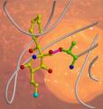 Snapshots of a biochemical process -- obtained through X-ray crystallography -- provide insights that could guide development of tailored anti-cancer drugs. Researchers at the Technische Universitaet Muenchen and Nereus Pharmaceuticals have determined in detail how the bacteria-derived molecule Salinosporamide A disables the intracellular waste-processing plants called proteasomes. The researchers compare the mechanism to a key that breaks off in a lock.