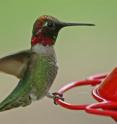 This adult male Anna's Hummingbird, <i>Calypte anna</i>, is an urban-adapted species. Unlike many other bird species in the Sierra Nevada mountains, the Anna's Hummingbird did not track its climatic niche. Instead, it moved away from it.