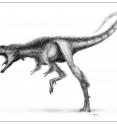 At only 9 feet in length, Raptorex already had the powerful jaws, puny arms, and quick legs of its much larger and more famous descendants.