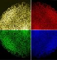 This is a mosaic of human iPS cells generated by "footprint-free" technology expressing the pluripotent marker Oct4.