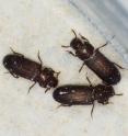 Flour beetles are helping scientists understand the spread of invasive species.