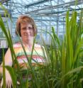 This is Robin Buell, an associate professor of plant biology at Michigan State University.