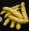 These are fingerling potatoes from one of the genomic lines sequenced by researchers.