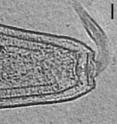 This side view of the bacterium <i>Helicobacter hepaticus</i> shows the flagella and the region in which the chemoreceptors cluster.