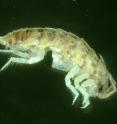 A new woodlice species whose distribution is restricted to mound springs in South Australia.