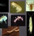 Some of the 850 new species discovered in underground water, caves and micro-caverns across outback Australia.