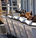 Cows eat at a special bunk, or trough, that records how much they eat and how long they stand at the bunk. MU Researcher Monty Kerley says that if farmers can selectively breed cattle, they could cut their feed costs by as much as 40 percent.