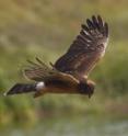 The northern harrier is a grasslands bird whose habitat may be threatened by crop-based biofuel production