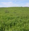 This restored polyculture prairie is in southern Wisconsin.