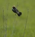 The bobolink is another native prairie bird.