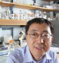 Xiaoqi Liu found that the loss of a particular protein can lead to uneven distribution of DNA during cell duplication, causing those cells to become cancerous.