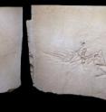 This is a slab and counter slab of the Munich <I>Archaeopteryx</I>