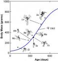 <i>Archaeopteryx</i> growth curve showing that all fossils are juveniles. (Specimen designations: Ei = Eichstäat, Mu = Munich, 8th = 8th Exemplar, Te = Teyler, Th = Thermopolis, Be = Berlin, Ma = Maxberg, O&S = Exemplar der Familien Ottmann & Steil, Lo = London, So = Solnhofen)