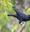 <i>Corvus unicolor</i>, the long-lost Banggai Crow, was rediscovered on Indonesia's Peleng Island.