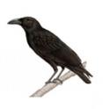 This is an illustration of the rediscovered Banggai Crow, <i>Corvus unicolor</i>.