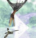 This is a drawing of Darwinopterus hunting a small feathered dinosaur (Anchiornis).