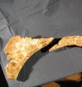 The diagonal fracture in the ischium bone of a Venenosaurus suggests the break occurred when the bone was still fresh.