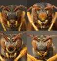Paper wasps (<i>Polistes fuscatus</i>) have highly individual facial markings, which they use to recognize one another. New research at the University of Michigan shows that the wasps benefit not only by being able to recognize others, but also by being recognizable themselves.