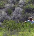 Michael Eason from the Lady Bird Johnson Wildflower Center at the University of Texas at Austin collects seeds in Texas Parks and Wildlife's Devils River State Natural Area.