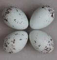 These eggs, collected in August 2006 from an orchard oriole nest in Sinaloa on the western coast of Mexico, are evidence of a second breeding season.