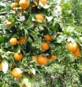 'Pixie' mandarin (<i>Citrus reticulata</i>) trees with mature fruit of a heavy on-crop year and the light return bloom that will produce a light off-crop.