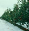 Solar films shown applied to the orchard floor improved fruit size and color in Gala apples.
