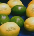 This image shows laser etching on lemons and limes.