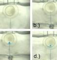 (a) Zebrafish embryo immobilized by suction capillary. (b) Needle inserted into yolk sack. (c) Electroosmotic pumping of methylene blue solution into the embryo by the application of 25 V for 10 s. (d) Needle retracted from the embryo.