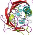 This image shows the structure of PYR1 (colored ribbons) in its open, unbound state (light green loops) and how it folds around ABA (white rods) when it binds to this hormone (turquoise and purple loops).