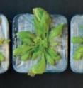 After being subjected to drought for 15 days, an <i>Arabidopsis thaliana</i> plant will normally be withered and dry (far left), but plants from the same species that were genetically engineered to enhance their response to the plant hormone ABA (center left, center right and right) were more resistant to drought.
