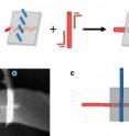 In (a), single-wall carbon nanotubes labeled with "red" and "blue" DNA sequences attach to anti-red and anti-blue strands on a DNA origami, resulting in a self assembled electronic switch. In (b), an atomic force microscopey image of one such structure. The blue nanotube appear brighter because it is on top of the origami; the red nanotube sits below. Scale bar is 50 nm. In (c), a diagrammatic view of the structure shown in b. The gray rectangle is the DNA origami. A self-assembled DNA ribbon attached to the origami improves structural stability and ease of handling.