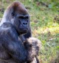 Ozzie, a 48-year-old male western lowland gorilla at Zoo Atlanta, was the first gorilla to voluntarily have his blood pressure measured with the Gorilla Tough Cuff designed by Georgia Tech students.