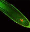 This is a confocal laser scanning micrograph of an <i>Arabidopsis</i> root tip in which the cell outlines are marked in green by a fluorescent protein.
The orange region marks stem cells that died after treatment with a drug that damages DNA.