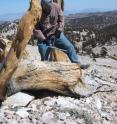 Jim Parks of the University of Arizona's Laboratory of Tree-Ring Research takes a core from a dead remnant log of a bristlecone pine on Sheep Mountain in the White Mountains of California.