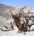 This is a dead standing Great Basin bristlecone pine,<i> Pinus longaeva<i>, on Sheep Mountain in the White Mountains of California.