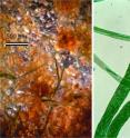 Sandy desert soil from the Colorado Plateau is colonized by pioneering <i>Microcoleus vaginatus</i> (left). This is a microscopic view of ropes built in culture by <i>Microcoleus chthonoplastes</i> from a marine intertidal mat (right).