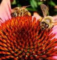 A new study finds bees can learn differences in food's temperature.