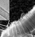 Carbon nanotubes could serve as supercapacitor electrodes with enhanced charge and energy storage capacity (inset: a magnified view of a single carbon nanotube).