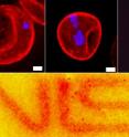 Human red blood cells, in which membrane proteins are targeted and labeled with quantum dots, reveal the clustering behavior of the proteins. The number of purple features, which indicate the nuclei of malaria parasites, increases as malaria development progresses. The NIST logo at bottom was made by a photo lithography technique on a thin film of quantum dots, taking advantage of the property that clustered dots exhibit increased photoluminescence. (White bars: 1 micrometer; red: 10 micrometer.)