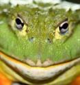 This is a giant African bullfrog (<i>Pyxicephalus adspersus</i>).