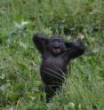 Western lowland gorillas recently surveyed in forest swamps (and part of last year's discovery of more than 125,000 gorillas in the Republic of Congo) are now in need of protection from human activities.