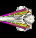 This simulated bottom view of the head of Cuvier's Beaked Whale is pointing to generalized pathways or "rivers" of sound passing in front, underneath the jaws (magenta), through the fat body (yellow), and to the ears (red). The simulated model, developed by Dr. Ted Cranford's team at San Diego State University and the University of California at San Diego, suggests that mid-frequency active sonar sounds are largely filtered before reaching the animal's ears.