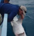 Dr. Demian Chapman getting ready to release a night shark after having taken a sample for genetic testing.