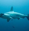 This is a scalloped hammerhead (<I>Sphyrna lewini</I>) at Cocos
Island, Costa Rica.