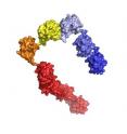 This structural model shows a chain of nine ubiquitins, well above the threshold length of four or more required to tag a protein for degradation.