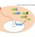 This graphic depicts the hardwiring that causes Mdm2 to increase and bind and inactivate several proteins in cancer.