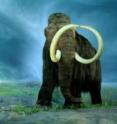 The woolly mammoth was one of the large mammals that became extinct in North America at the onset of the Younger Dryas approx. 13,000 years ago.