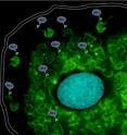 A human cell infected with <I>Trypanosoma cruzi.</i> Akt kinase (shown in purple) activates PDNF (shown in green) on the parasite surface.