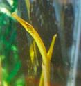 This is a pipefish.